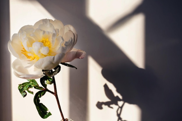 Floreciente ramo de flores de peonía blanca esponjosa sobre un elegante fondo gris pastel mínimo Composición floral creativa Impresionante fondo de pantalla de botánica o tarjeta de felicitación vívida