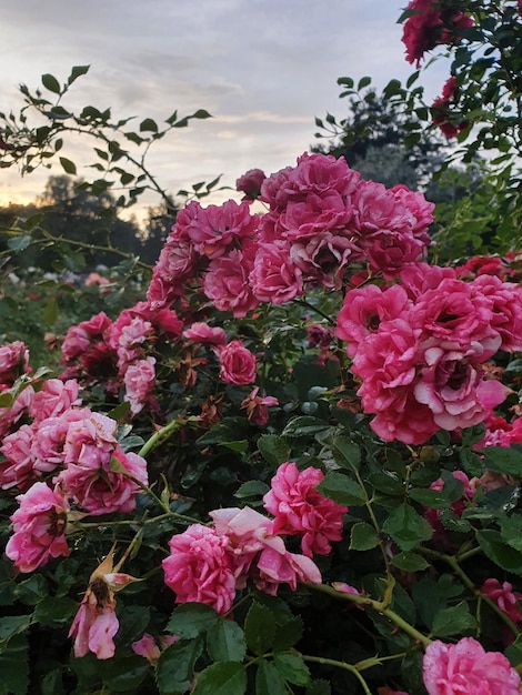 Floreciente tupida rosa rosa en el jardín