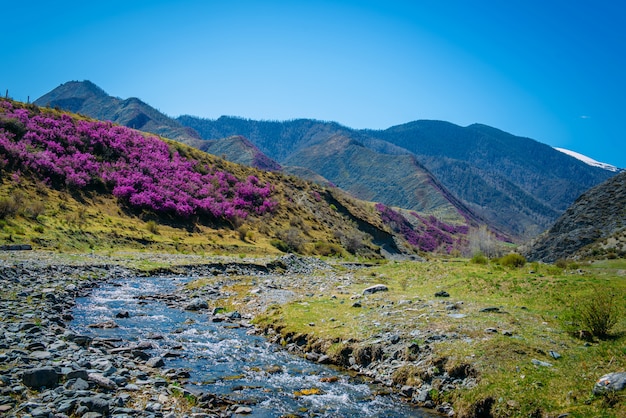 florecientes colinas y montañas cubiertas de bosque