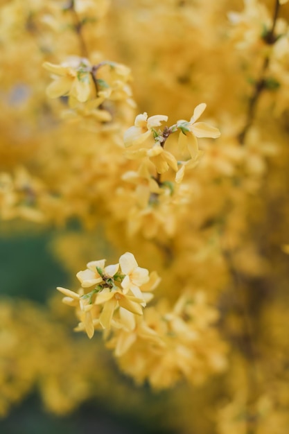 Florecientes flores amarillas de forsythia en el jardín en primavera