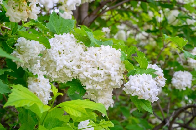 Florecientes flores de primavera Grandes y hermosas bolas blancas de floración Viburnum opulus Roseum Boule de Neige White Guelder Rose o Viburnum opulus Sterilis Snowball Bush Bola de nieve europea