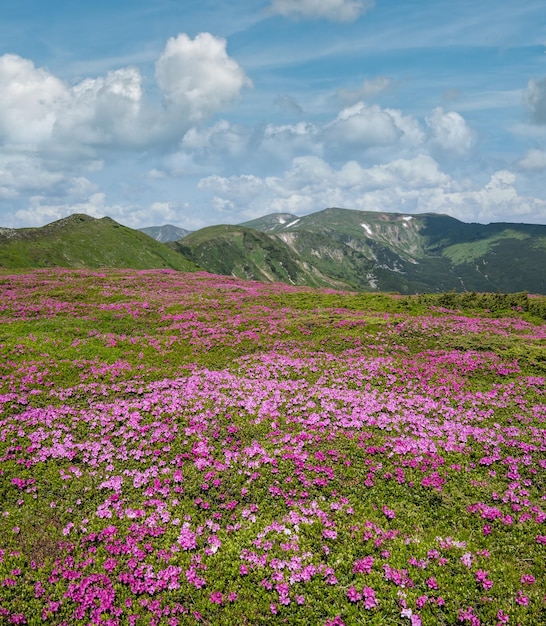 Foto florecientes laderas de rododendros de las montañas de los cárpatos