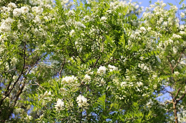 Florecimiento de acacia en verano al aire libre. Flores blancas.