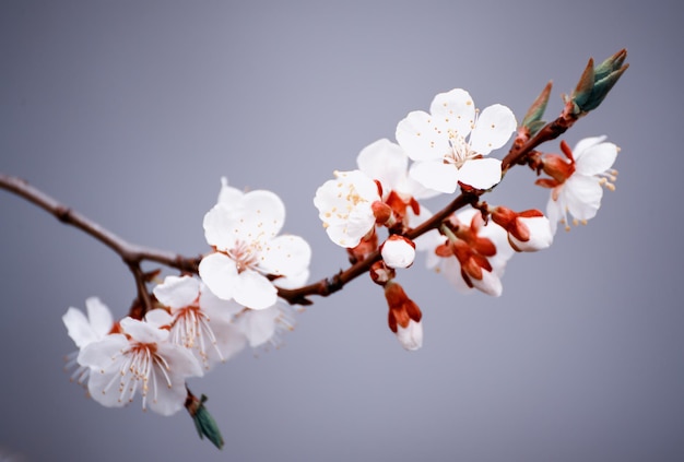 Florecimiento del albaricoquero en primavera con hermosas flores blancas. Imagen macro con espacio de copia. Fondo estacional natural.