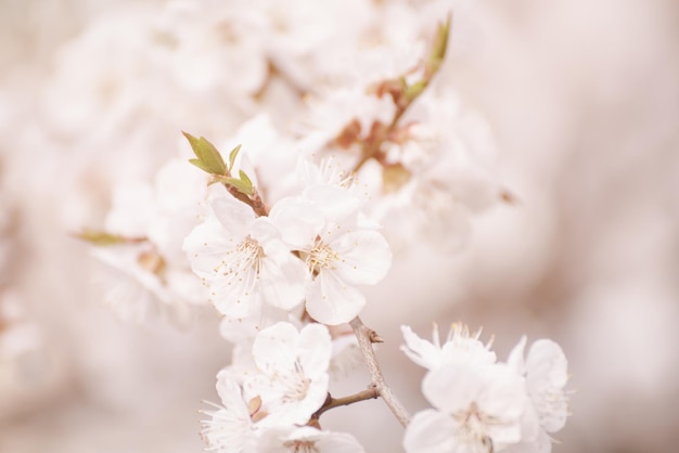 Florecimiento del albaricoquero en primavera con hermosas flores blancas Imagen macro con espacio de copia Fondo estacional natural