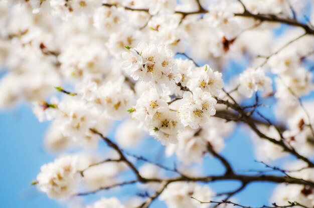 Florecimiento del albaricoquero en primavera con hermosas flores blancas Imagen macro con espacio de copia Fondo estacional natural