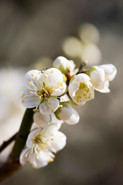 Florecimiento del albaricoquero en primavera con hermosas flores.