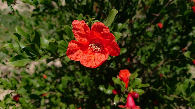 florecimiento del árbol de permanganato