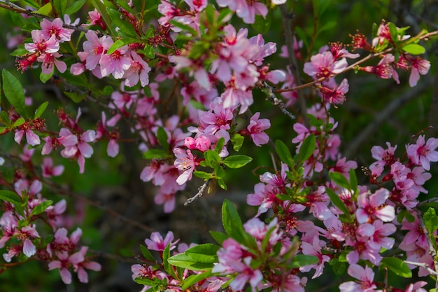 Florecimiento del cerezo.