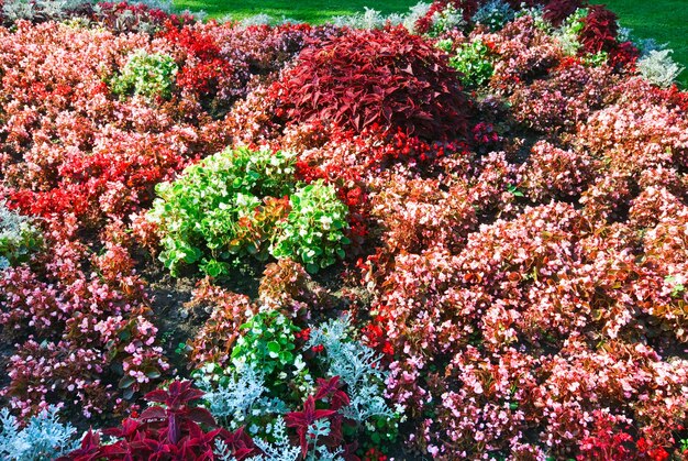 Florecimiento colorido parterre en el parque de la ciudad de verano