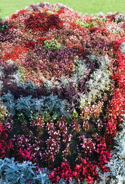 Florecimiento colorido parterre en el parque de la ciudad de verano