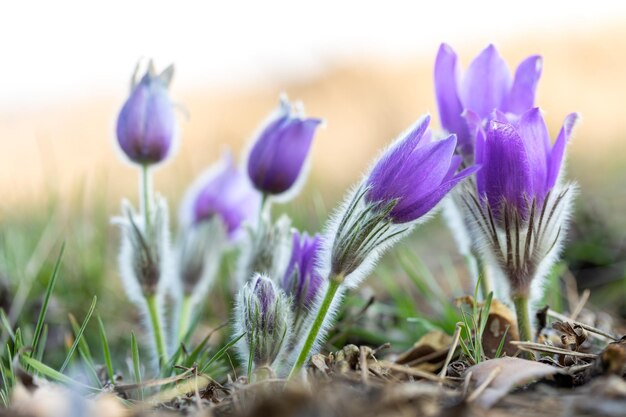 florecimiento y desvanecimiento de la flor de la pascua púrpura