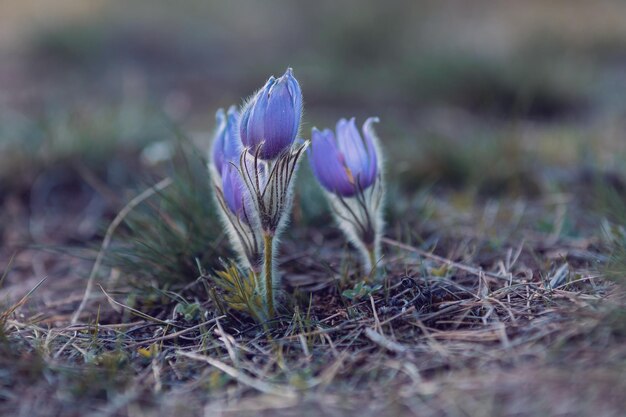 Foto florecimiento y desvanecimiento de la flor de la pascua púrpura