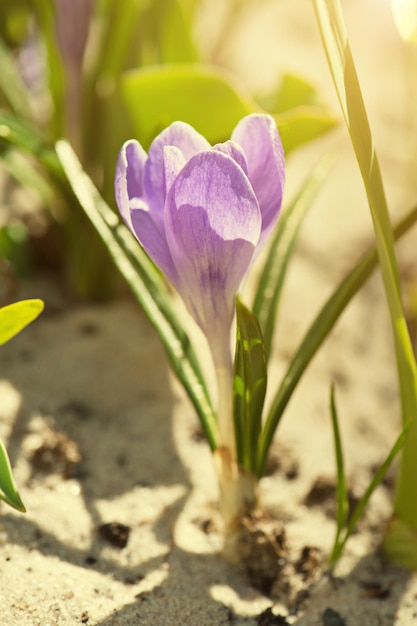 Florecimiento de la flor de azafrán púrpura en la macro de primavera