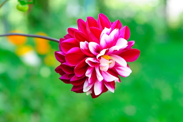 Florecimiento de la flor de dahila en el jardín