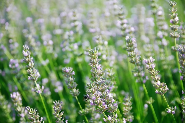 Florecimiento de flor de lavanda. fondo floral macro