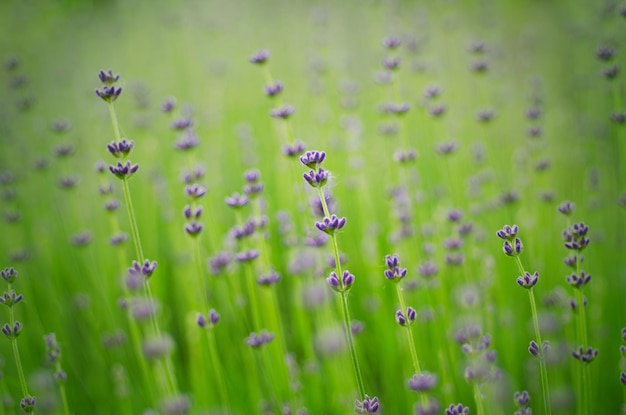 Florecimiento de flor de lavanda, fondo floral retro vintage macro