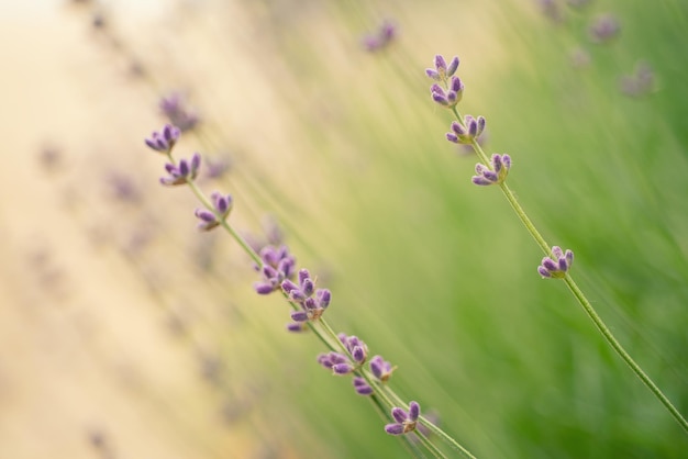 Florecimiento de flor de lavanda lila en verano, fondo estacional floral natural