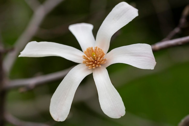 florecimiento de la flor de Magnolia kobus de cerca en el jardín