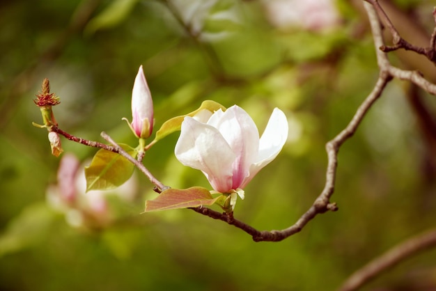 Florecimiento de flores blancas de magnolia en primavera imagen hipster vintage retro