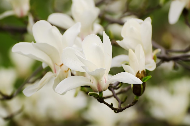 Florecimiento de flores blancas de magnolia en primavera imagen hipster vintage retro