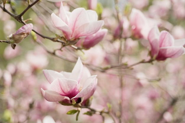 Florecimiento de flores blancas de magnolia en primavera, imagen retro vintage hipster