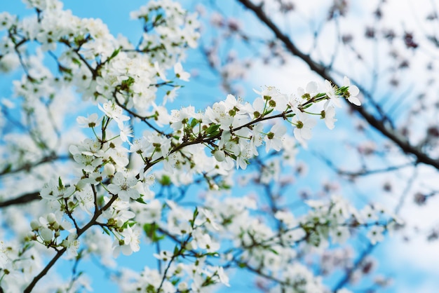 Florecimiento de flores de cerezo en primavera contra el cielo azul, fondo estacional natural