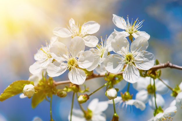 El florecimiento de las flores de cerezo en primavera contra el fondo estacional natural del cielo azul