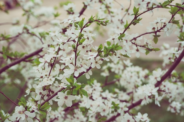 Florecimiento de flores de cerezo en primavera, fondo floral estacional natural