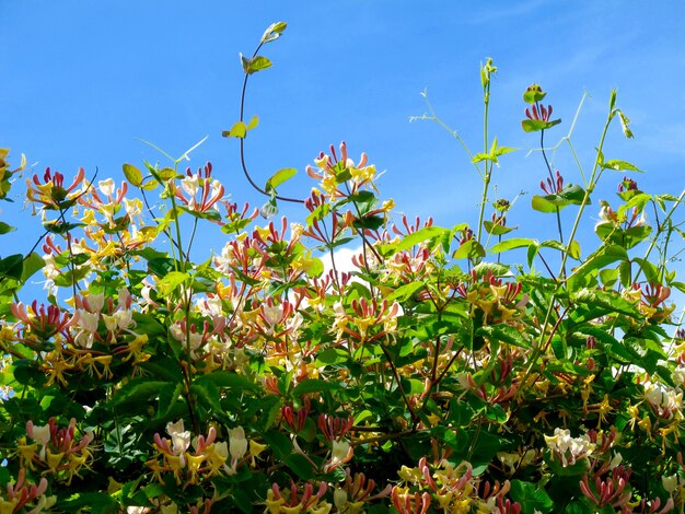 Florecimiento de flores de colores en el cielo