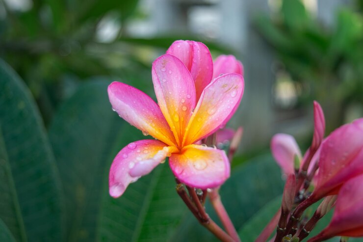 el florecimiento de las flores de frangipani con rocío por la mañana
