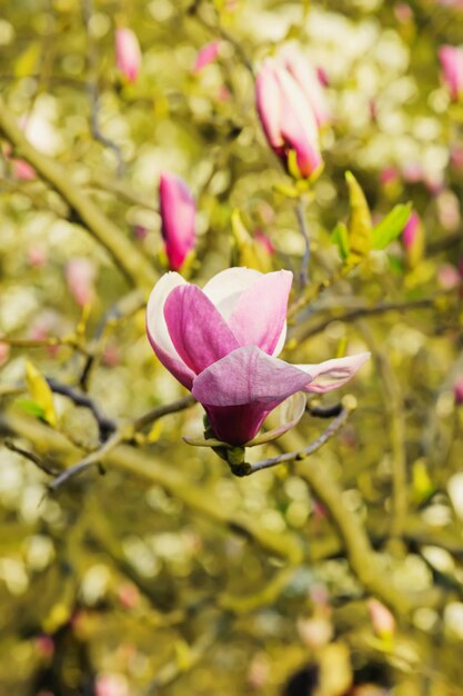 Florecimiento de flores de magnolia en primavera, fondo floral