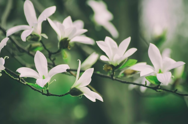 Florecimiento de flores de magnolia en primavera, imagen retro vintage hipster