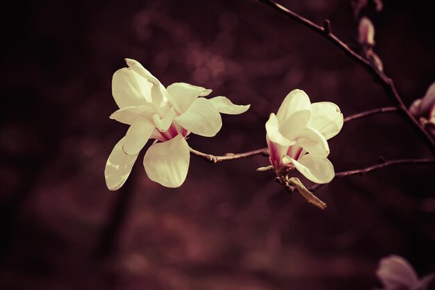 Florecimiento de flores de magnolia en primavera, imagen retro vintage hipster