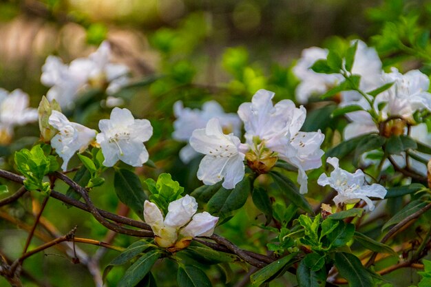 Florecimiento de las flores de magnolia en primavera.