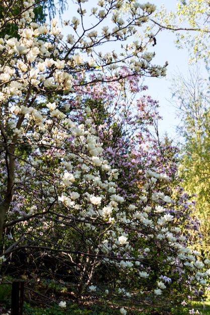 Florecimiento de las flores de magnolia en primavera.