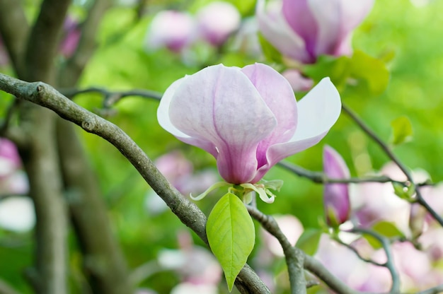 Florecimiento de las flores de magnolia en primavera.