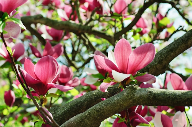 Florecimiento de las flores de magnolia en primavera.