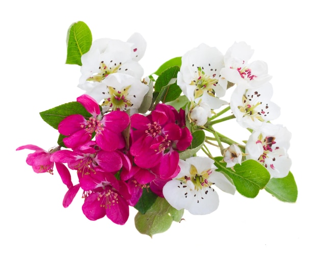 Florecimiento de flores de manzana y cerezo con hojas verdes sobre fondo blanco.