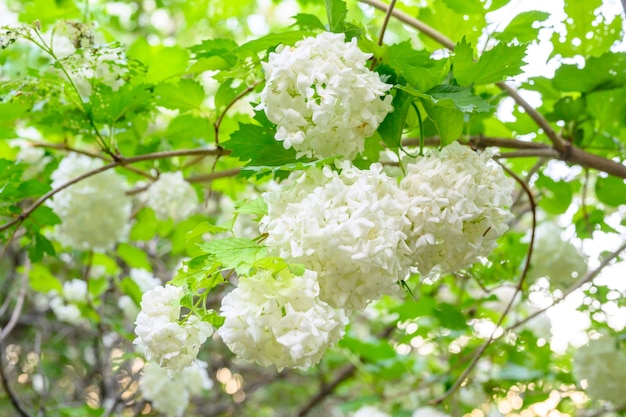 Florecimiento de flores de primavera. Grandes y hermosas bolas blancas de Viburnum opulus Roseum Boule de Neige en flor. White Guelder Rose o Viburnum opulus Sterilis, Snowball Bush, European Snowball.