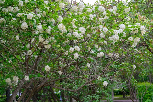 Florecimiento de flores de primavera. Grandes y hermosas bolas blancas de Viburnum opulus Roseum Boule de Neige en flor. White Guelder Rose o Viburnum opulus Sterilis, Snowball Bush, European Snowball.