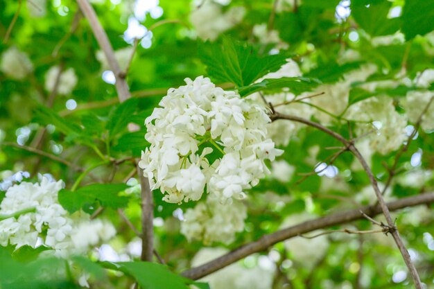 Florecimiento de flores de primavera. Grandes y hermosas bolas blancas de Viburnum opulus Roseum en flor (Boule de Neige). White Guelder Rose o Viburnum opulus Sterilis, Snowball Bush, European Snowball es un arbusto.