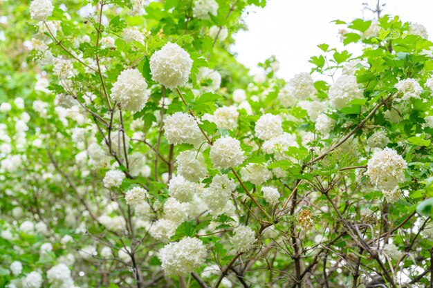 Florecimiento de flores de primavera. Grandes y hermosas bolas blancas de Viburnum opulus Roseum en flor (Boule de Neige). White Guelder Rose o Viburnum opulus Sterilis, Snowball Bush, European Snowball es un arbusto.