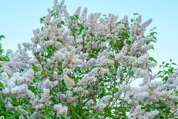 Florecimiento de flores de primavera. Hermosas flores de lila. El concepto de primavera. Las ramas de lila en un árbol en un jardín.