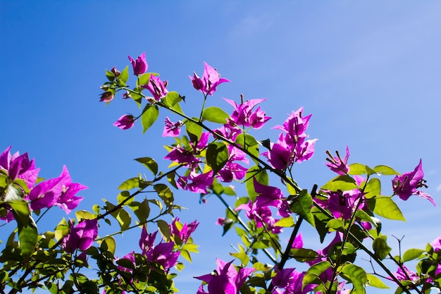 Florecimiento de flores rosadas contra el cielo