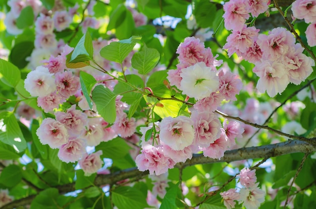 Florecimiento de flores de sakura