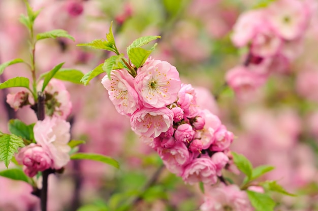 Florecimiento de flores de sakura