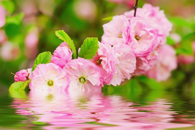 Florecimiento de flores de sakura