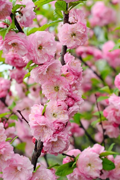 Florecimiento de flores de sakura