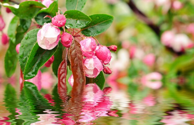 Florecimiento de flores de sakura